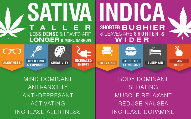 difference between satvia vs indica