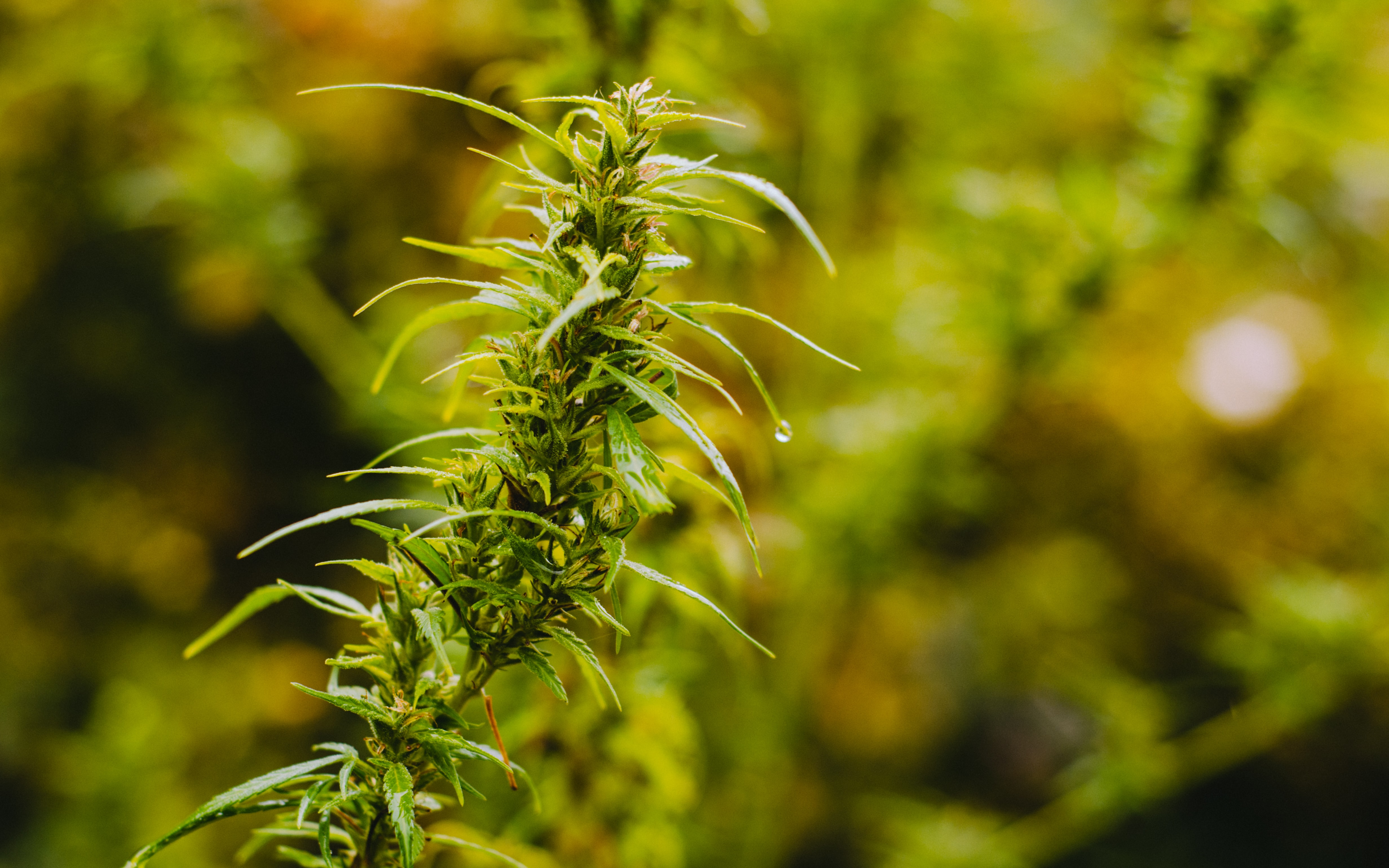 cannabis plant growing in copenhagen garden